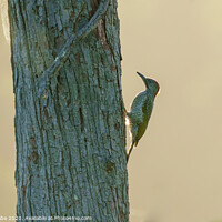 Buy canvas prints of Green Woodpecker female on tree by Chris Rabe