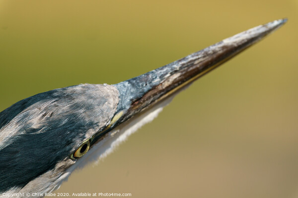 Grey Heron close-up head shot Picture Board by Chris Rabe