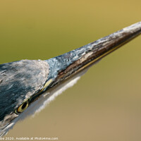 Buy canvas prints of Grey Heron close-up head shot by Chris Rabe
