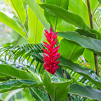 Buy canvas prints of Alpinia Purpurata, Red Ginger by Paul Smith