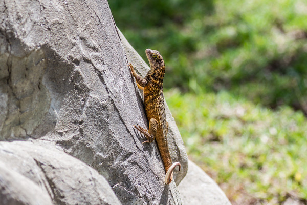 Cuban Northern Curly-Tailed Lizard Picture Board by Paul Smith