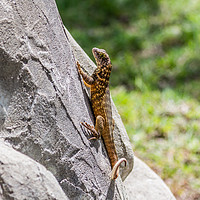Buy canvas prints of Cuban Northern Curly-Tailed Lizard by Paul Smith