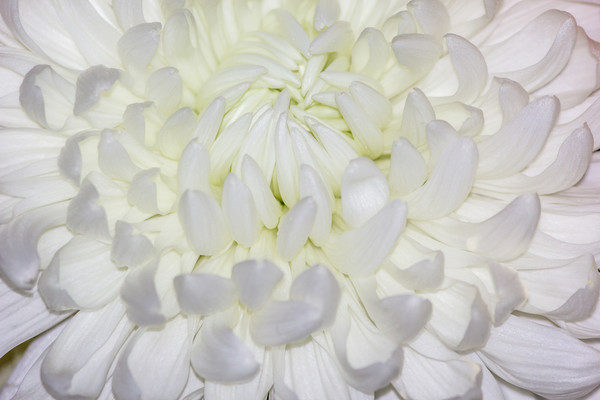 A beautiful White Chrysanthemum Picture Board by Paul Smith