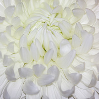 Buy canvas prints of A beautiful White Chrysanthemum by Paul Smith