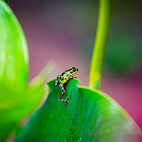 Buy canvas prints of Yellow and green Strawberry Poison Dart Frog by Daniel Lange
