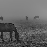 Buy canvas prints of Horses in the mist by Martin Bowra