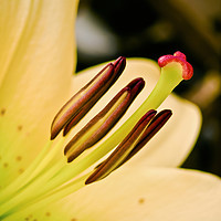 Buy canvas prints of Lily yellow flower close up focusing on the pistil by Altin Osmanaj