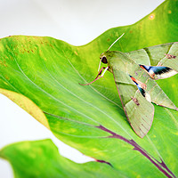 Buy canvas prints of Eumorpha labruscae gaudy sphinx green moth catapil by Altin Osmanaj