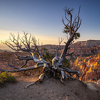 Buy canvas prints of Bryce Canyon Boughs by Paul Sutton