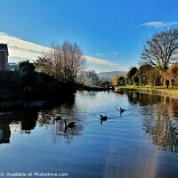 Buy canvas prints of Geese Enjoying the Canal by Steve WP