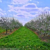 Buy canvas prints of Summer Orchards by Steve WP
