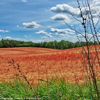 Buy canvas prints of Red Fields by Steve WP