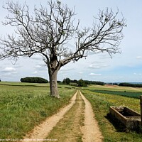Buy canvas prints of Dry Tree, Dry Trough by Steve WP
