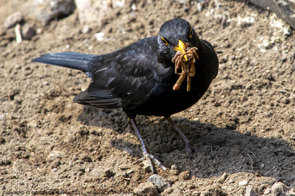 A Blackbird collecting worms to feed the chicks. Picture Board by George de Putron