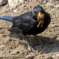 Buy canvas prints of A Blackbird collecting worms to feed the chicks. by George de Putron