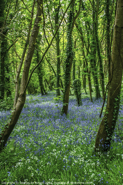 Bluebell Wood Picture Board by George de Putron