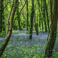 Buy canvas prints of Bluebell Wood by George de Putron