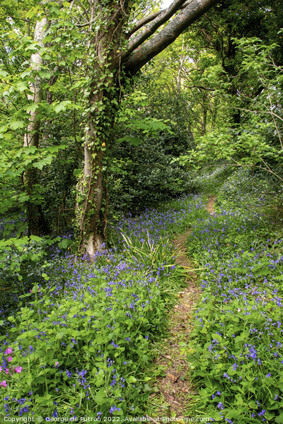 Bluebell Wood Guernsey Picture Board by George de Putron