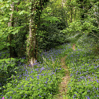 Buy canvas prints of Bluebell Wood Guernsey by George de Putron