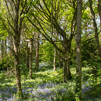 Buy canvas prints of Bluebell Wood Guernsey by George de Putron