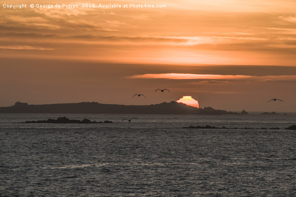 Seagulls returning home over Lihou Island. Picture Board by George de Putron