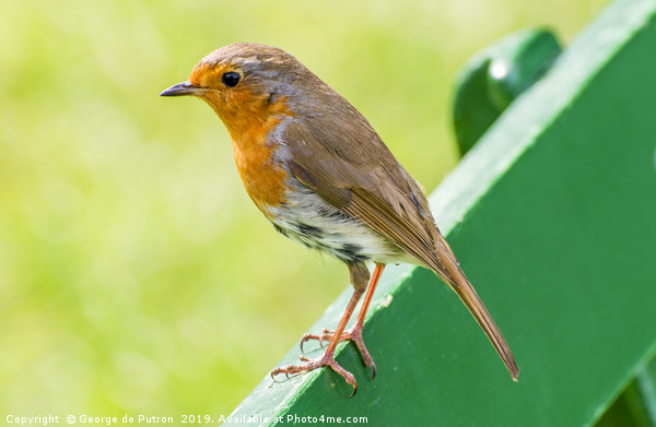 Robin on a bench. Picture Board by George de Putron
