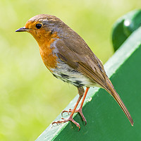 Buy canvas prints of Robin on a bench. by George de Putron