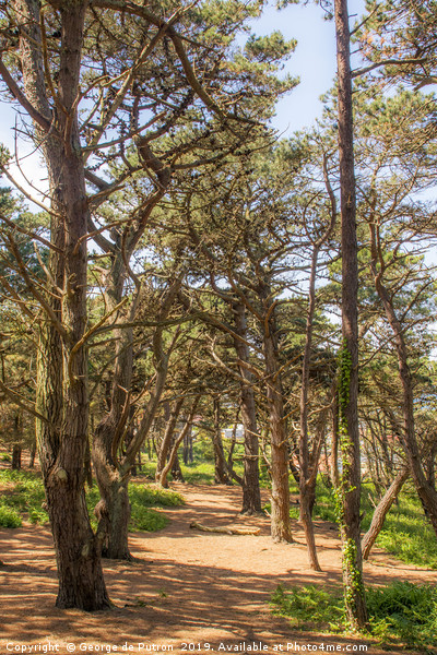 Pine Forest at Le Guet, Guernsey. Picture Board by George de Putron