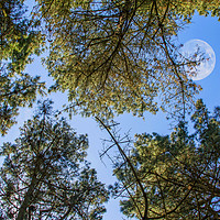 Buy canvas prints of Looking up through the pines towards the moon by George de Putron