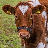 Buy canvas prints of Guernsey Cow by George de Putron