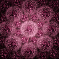 Buy canvas prints of Dandelion Fireworks in Pink by Wendy Corrigan