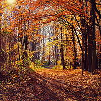 Buy canvas prints of Autumn time, back light in the wood by Luisa Vallon Fumi