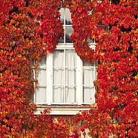 Buy canvas prints of White window framed by red leaves by Luisa Vallon Fumi