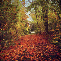 Buy canvas prints of autumnal path in the forest  by Luisa Vallon Fumi