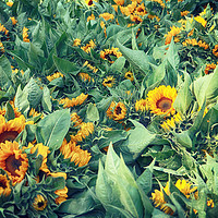 Buy canvas prints of Bright sunflower heads harvested in summer by Luisa Vallon Fumi