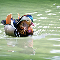 Buy canvas prints of Male of Mandarin duck floating in a water pond by Luisa Vallon Fumi