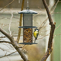 Buy canvas prints of  Marsh tit hanging on the seed feeder by Luisa Vallon Fumi