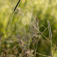 Buy canvas prints of Dew covered cobwebs at dawn on a summer morning by Claire Smith