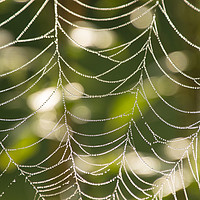 Buy canvas prints of Abstract close-up glistening dew covered cobweb by Claire Smith