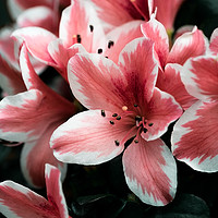 Buy canvas prints of Pink lilies by Anna Anisimova