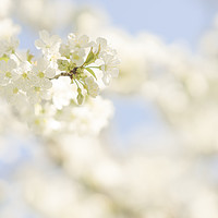 Buy canvas prints of Soft white cherry blossom by Anna Anisimova
