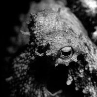 Buy canvas prints of eye of octopus in black & white by youri Mahieu
