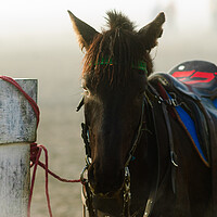 Buy canvas prints of horse waiting in fog by youri Mahieu