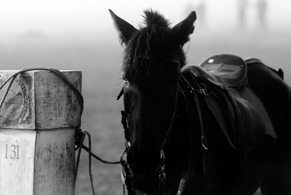 horse waiting in fog in black and white Picture Board by youri Mahieu
