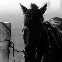 Buy canvas prints of horse waiting in fog in black and white by youri Mahieu