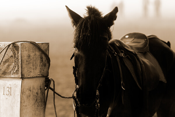 horse waiting in fog in sepia Picture Board by youri Mahieu