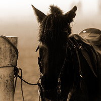 Buy canvas prints of horse waiting in fog in sepia by youri Mahieu