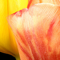 Buy canvas prints of closeup of two tulips by youri Mahieu