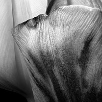 Buy canvas prints of closeup of two tulips in black & white by youri Mahieu
