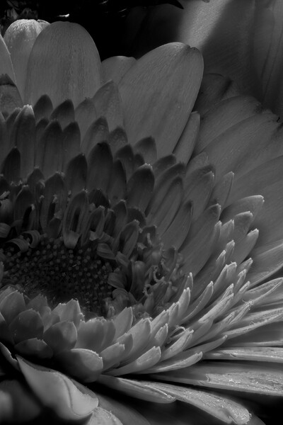 closeup of marigold in black and white Picture Board by youri Mahieu